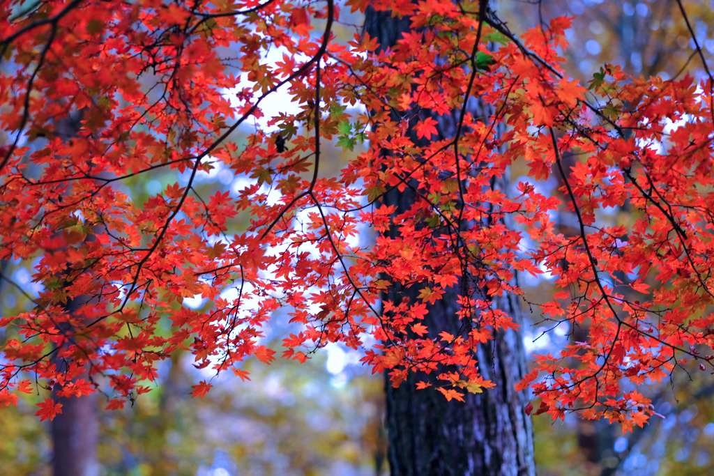 赤城自然園の紅葉①