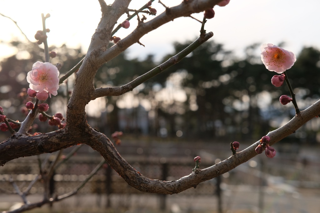 どっちがきれい？