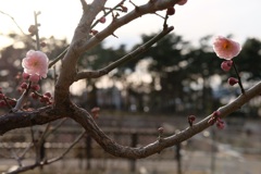 どっちがきれい？