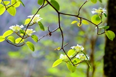 赤城山の新緑①