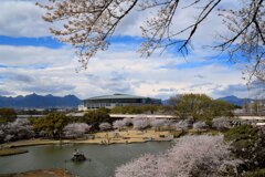 前橋公園の桜