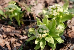 ある庭先のフキノトウ