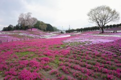 みさと芝桜公園③