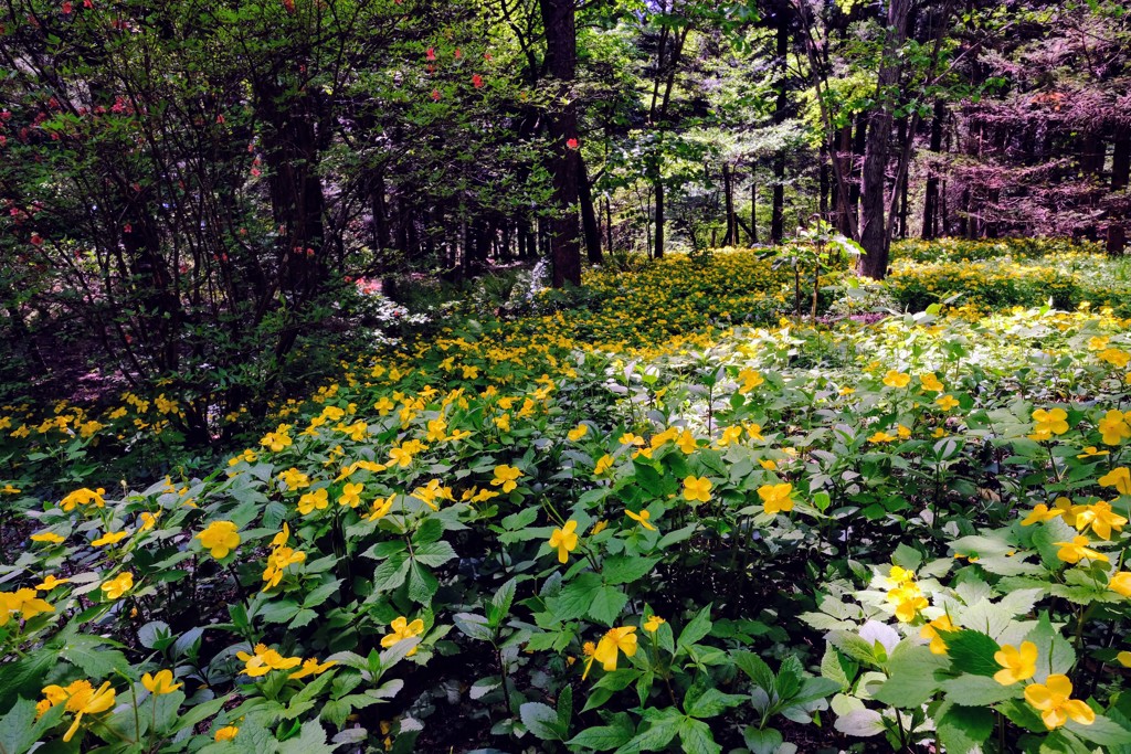 赤城自然園　寸景③