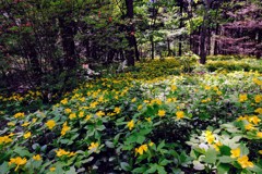 赤城自然園　寸景③