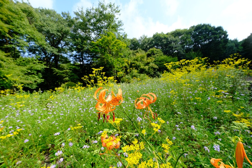 花園