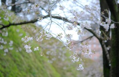 前橋公園②