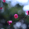 紅梅