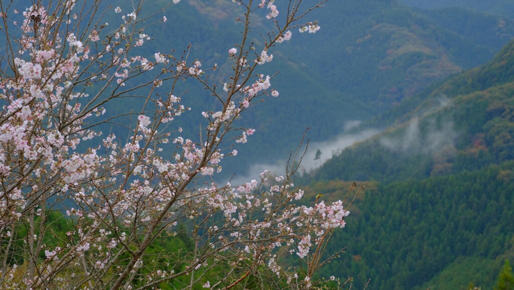 桜山公園③