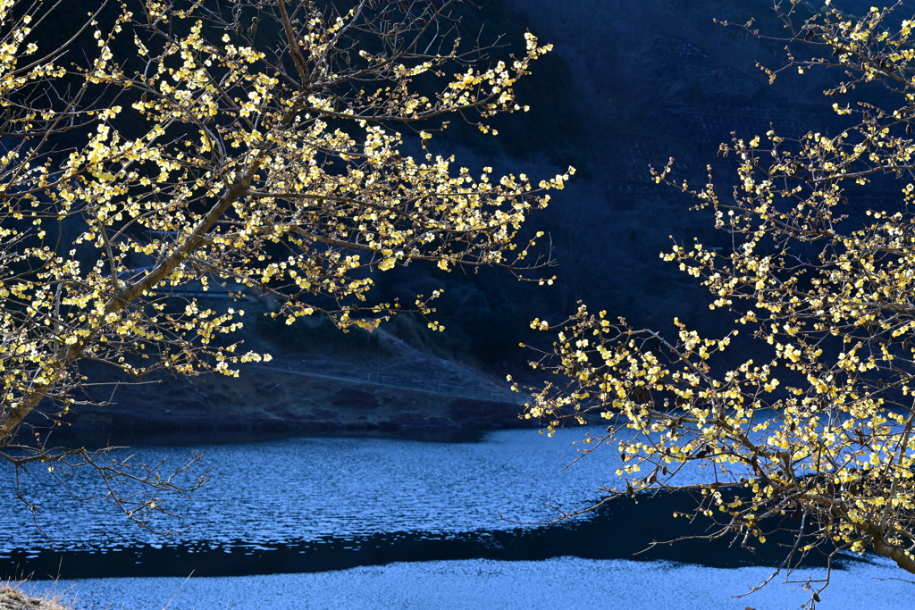 梅田ロウバイパーク①