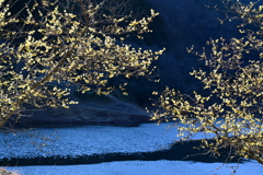 梅田ロウバイパーク①