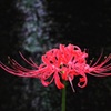 曼珠沙華②