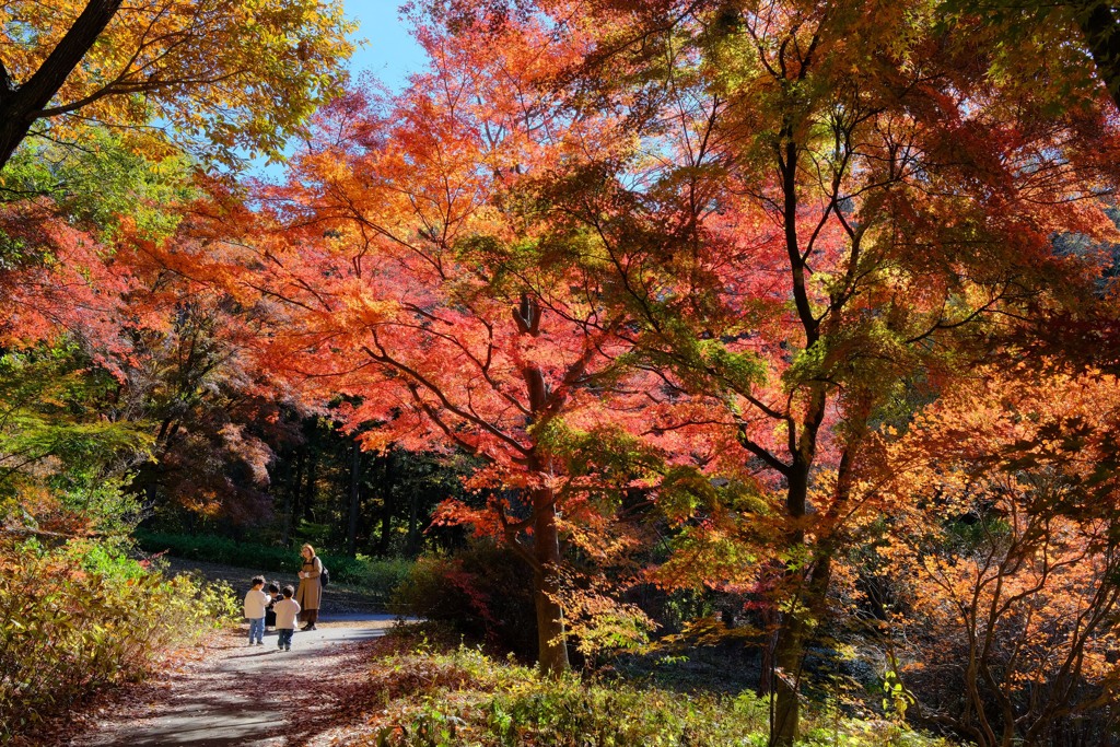 赤城自然園の紅葉②