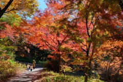 赤城自然園の紅葉②