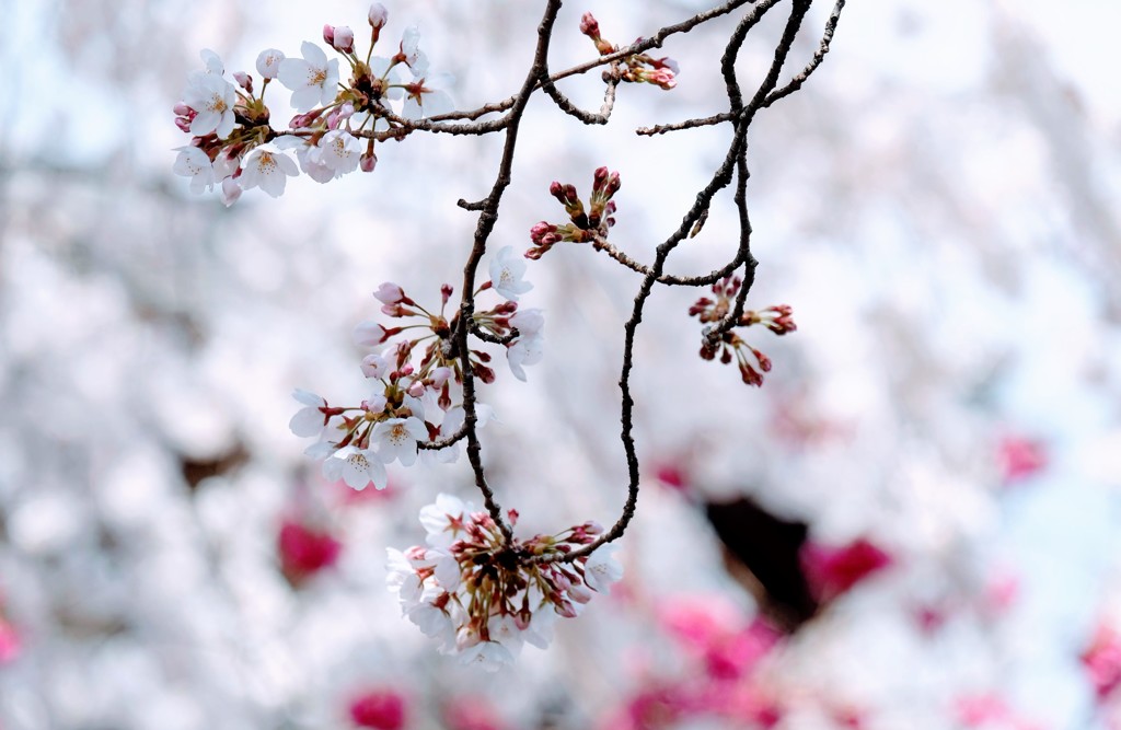 桜づくし