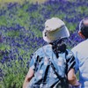 たんばらラベンダーパーク④