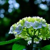 紫陽花②