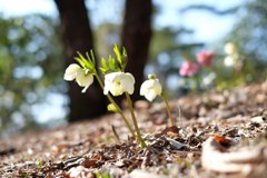 春の野草②