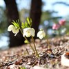 春の野草②