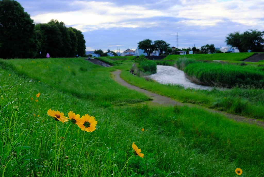 雨上がりの散歩道③