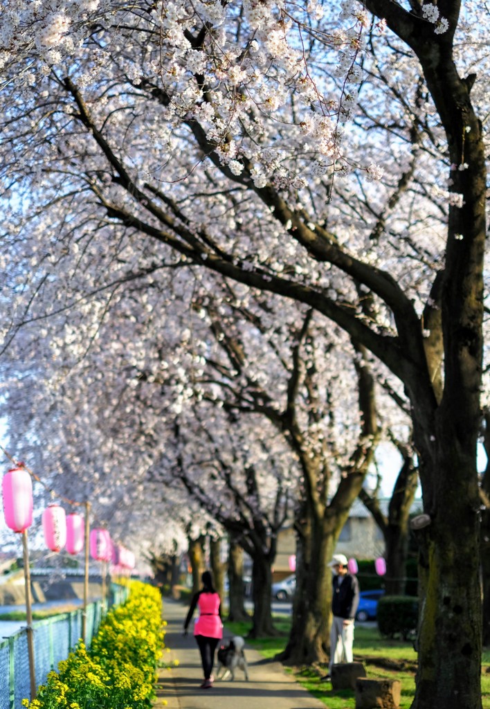 桜の下で