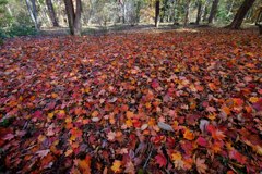 紅葉彩々