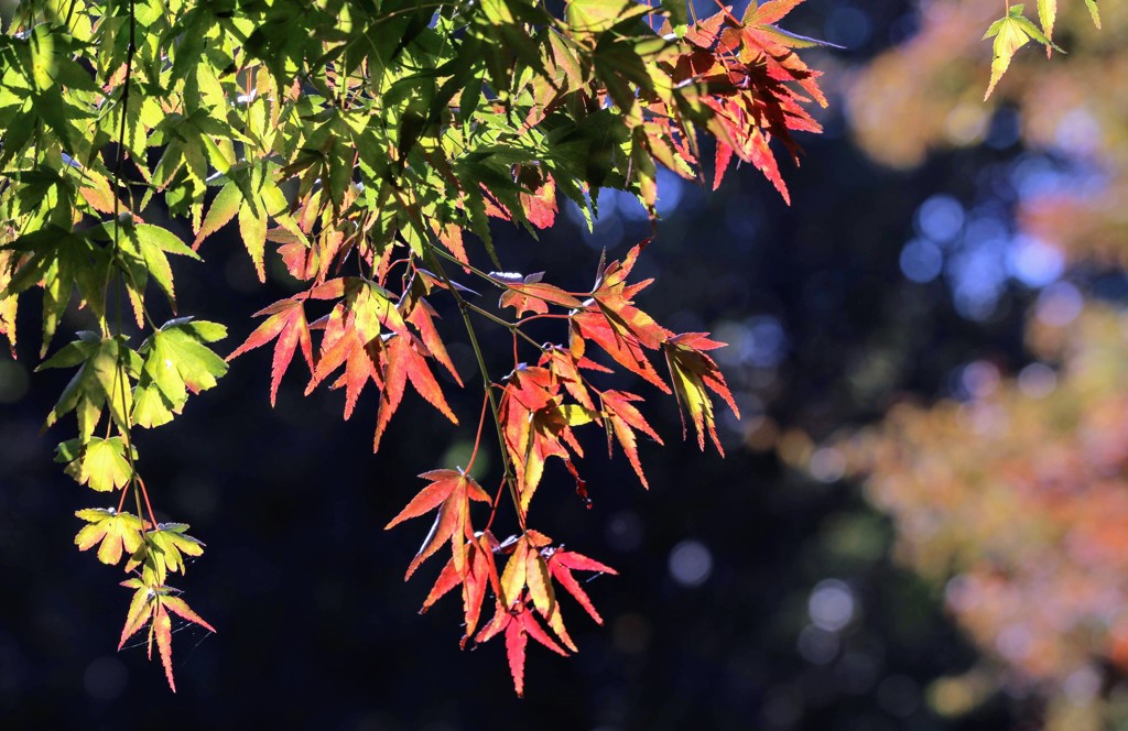 紅葉のきざし