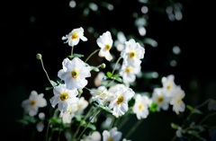 晩秋の華 晩秋の華