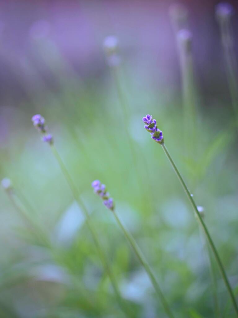 庭の花