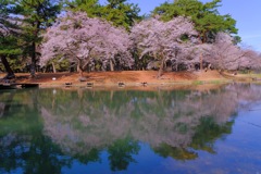 敷島の桜