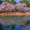 敷島の桜