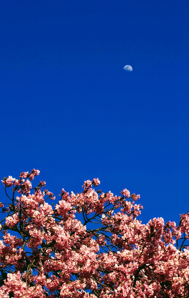 河津桜と月