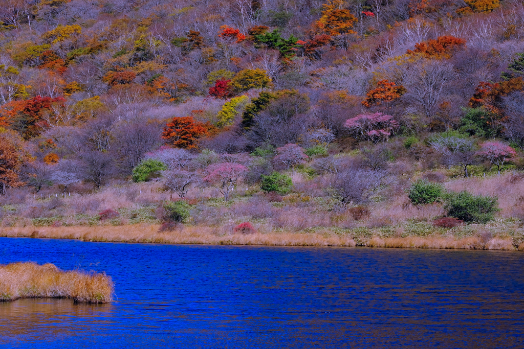 覚満淵の紅葉①
