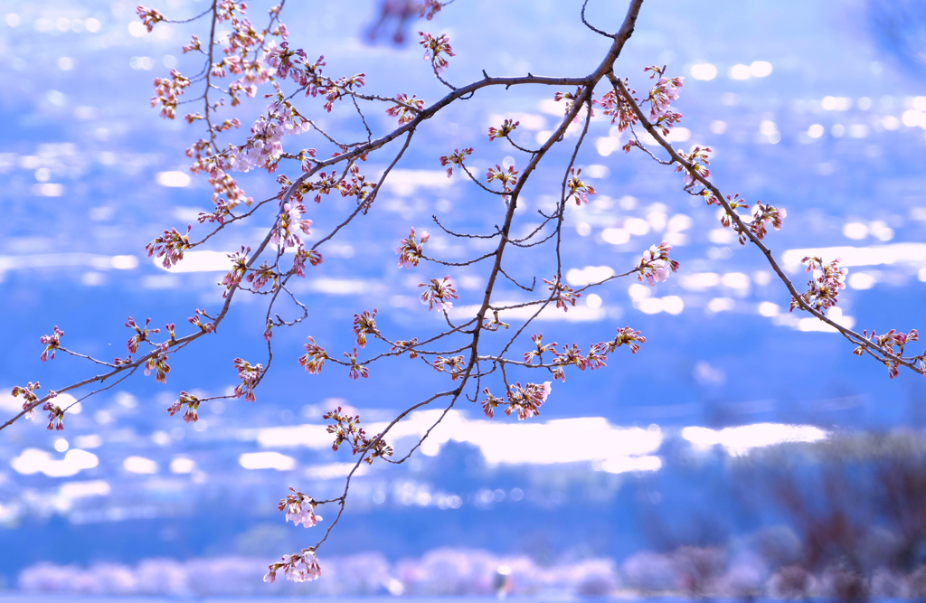開花始め