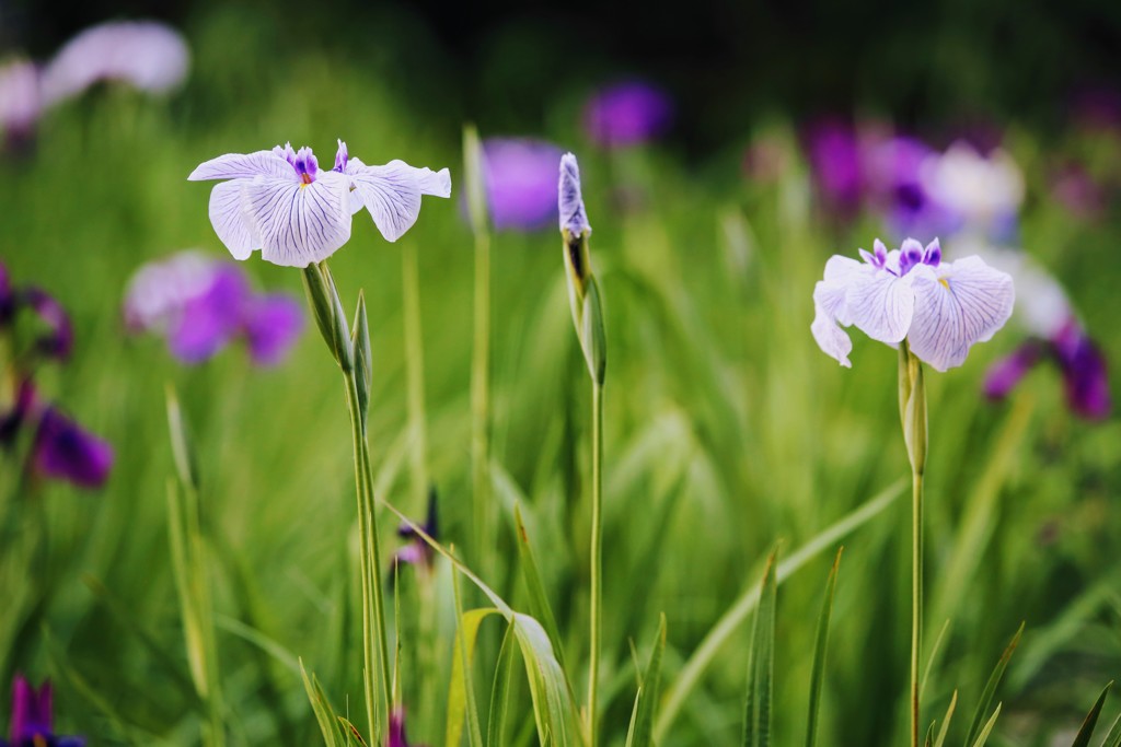 菖蒲②