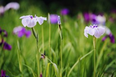 菖蒲②