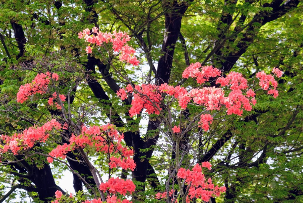 つつじが岡公園②