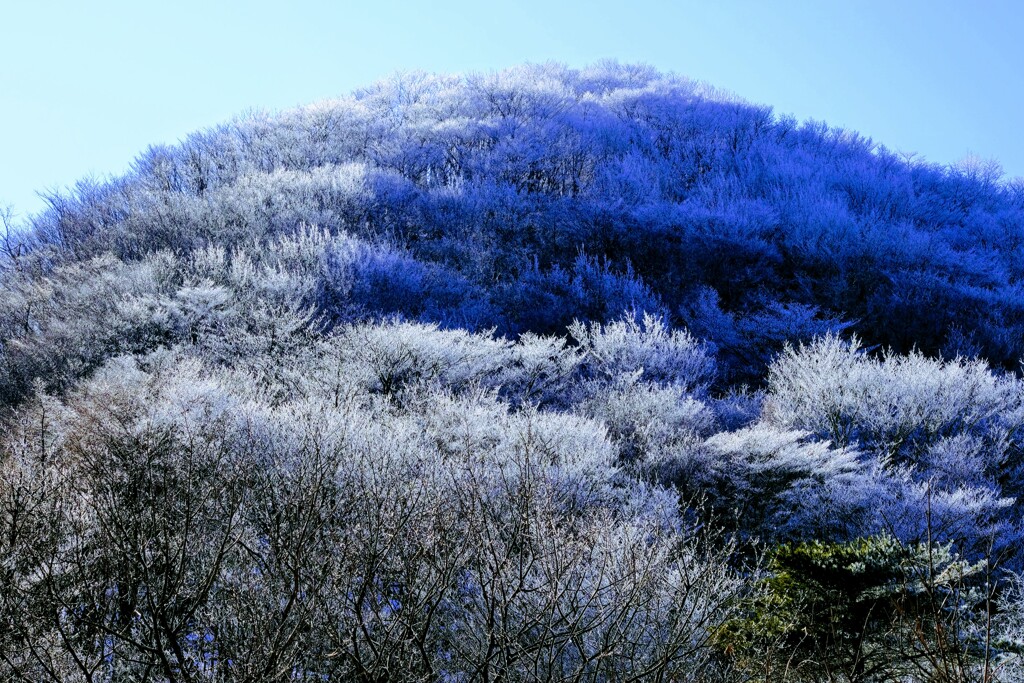 樹氷