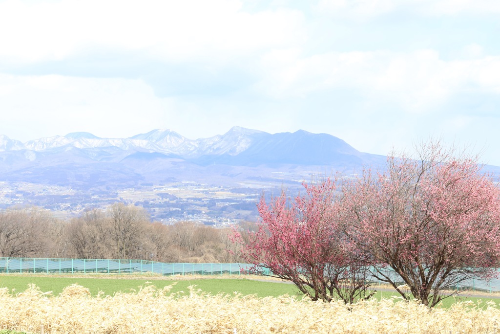 高原を華やかに