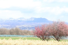 高原を華やかに