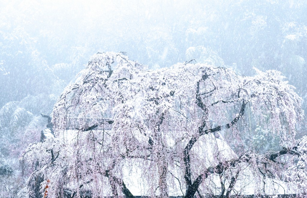 雪化粧③