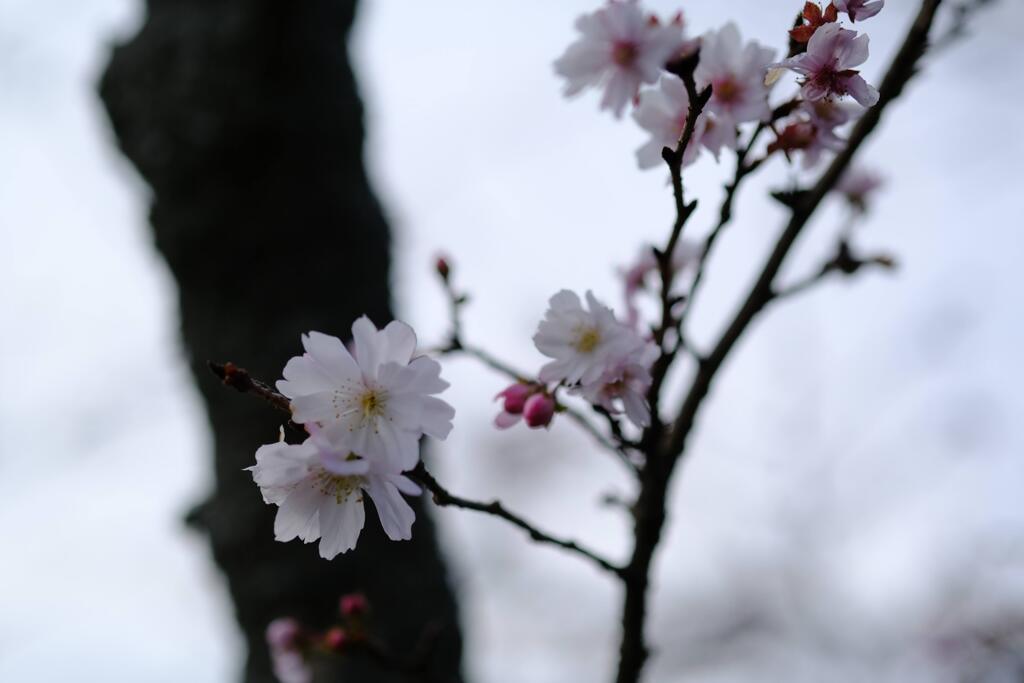 桜山公園⑥