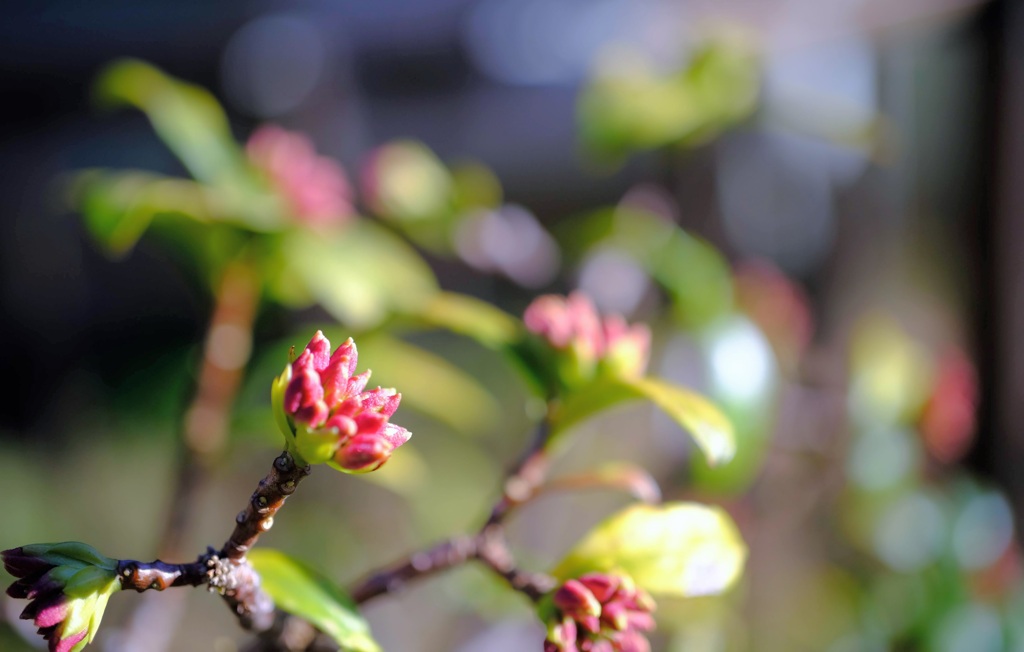 沈丁花