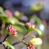 沈丁花