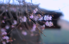 冬桜①