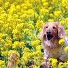 行楽日和③