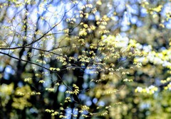 木漏れ日に輝く①