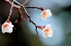 白梅②