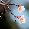 白梅②