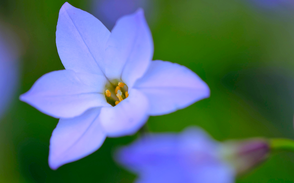 庭の花①